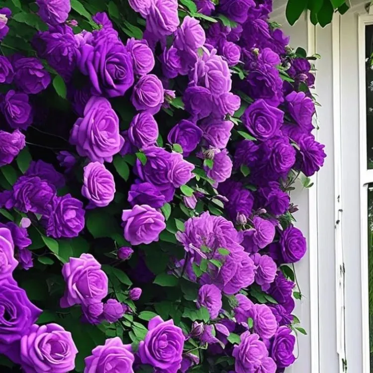 【有墙就爬】月季蔷薇花卉苗驱虫驱蚊耐热抗寒耐高温庭院四季开花卉