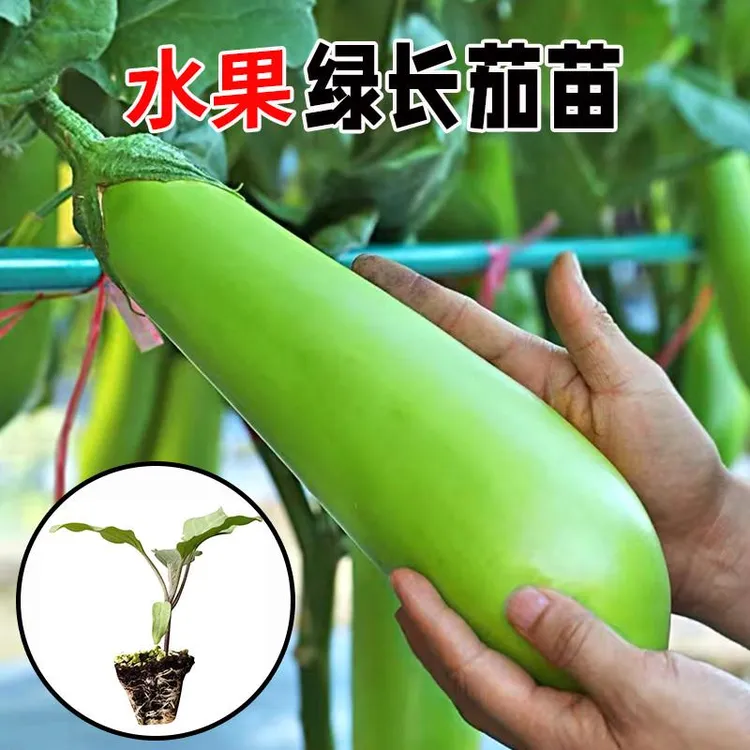 绿长茄秧苗高产四季蔬菜青茄子种苗耐寒春季菜种苗蔬菜新鲜易成活