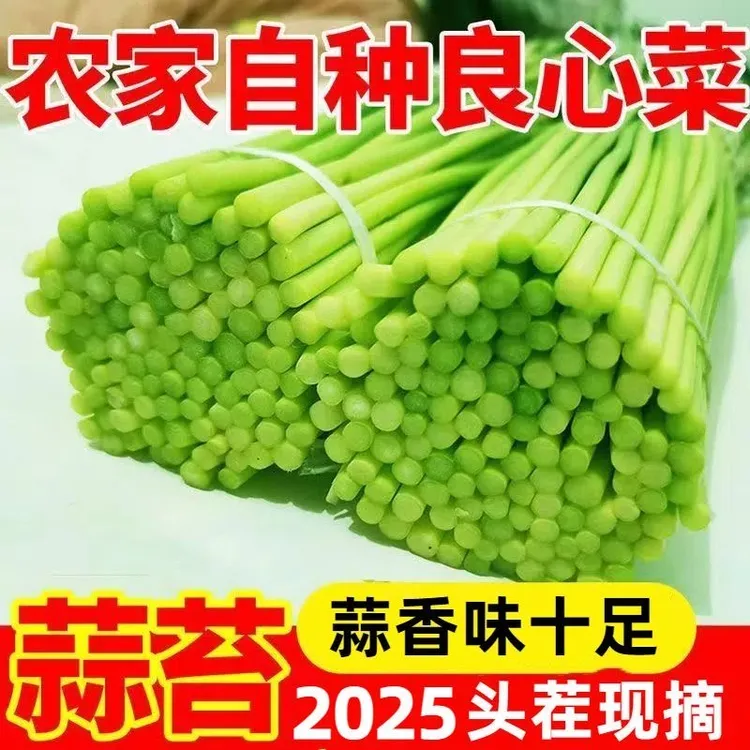 【2025新鲜蒜苔】新鲜蒜苔蒜薹现摘自种红帽蒜毫批发当季蔬菜5斤