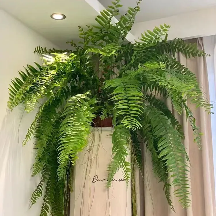 霸王蕨长叶垂吊型绿植盆栽室内客厅懒人好养耐阴吸甲醛四季常青