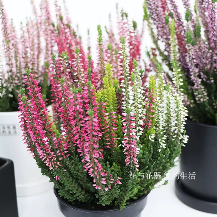 花与花器 进口欧石楠 帚石楠 盆栽绿植物 室内阳台多年生耐寒花卉