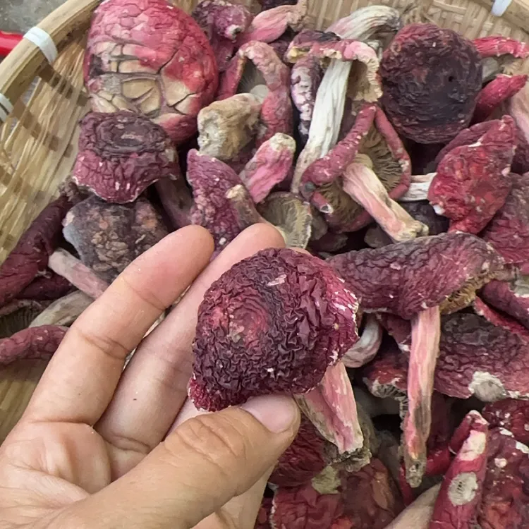 福建蓝底灰肉正红菇2025年新菇高品质