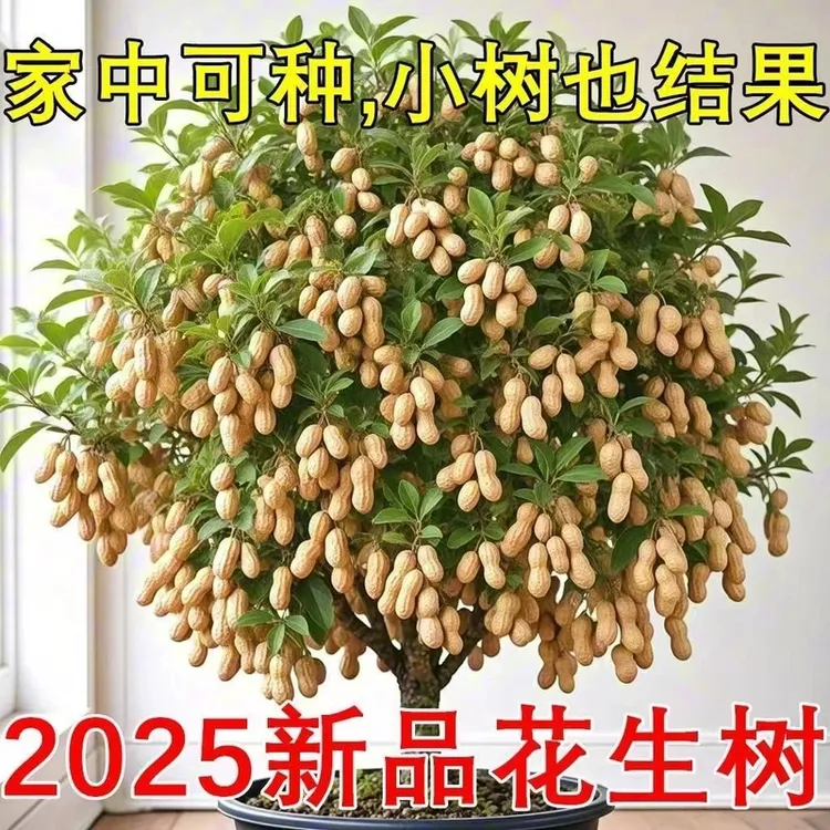 新品种【长树上的花生】当季晒干大粒高产高油花生种早熟抗病抗旱