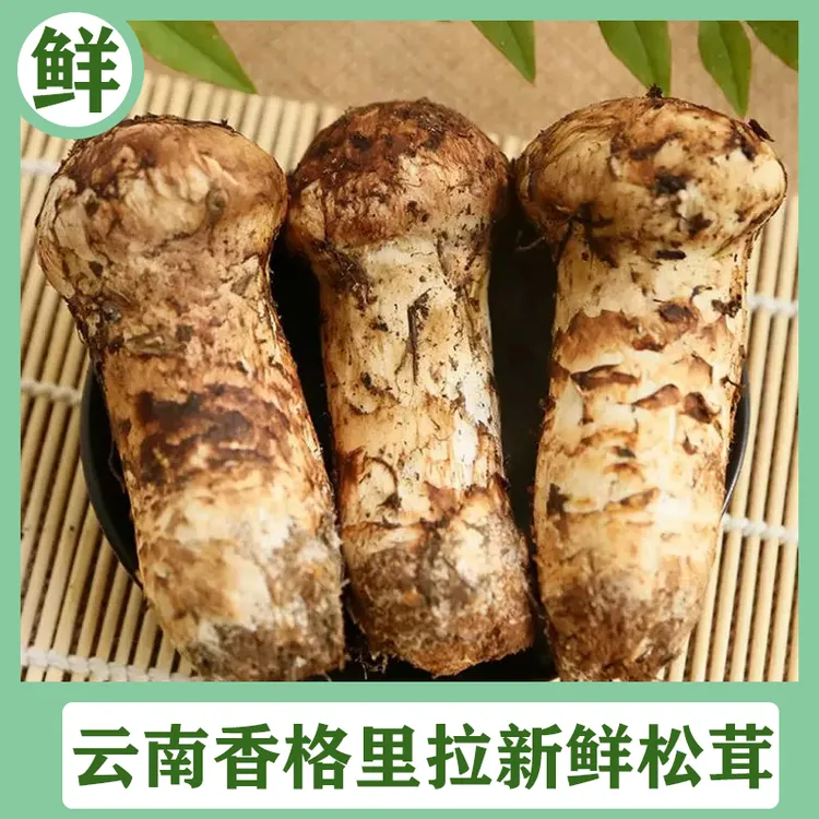 2025年香格里拉新鲜松茸菌菇250g-500g出口级未开伞