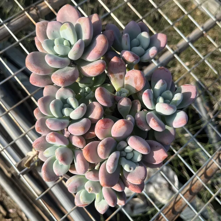 甜美多肉红洛神多肉植物越晒越红好看好养适合楼顶庭院种植