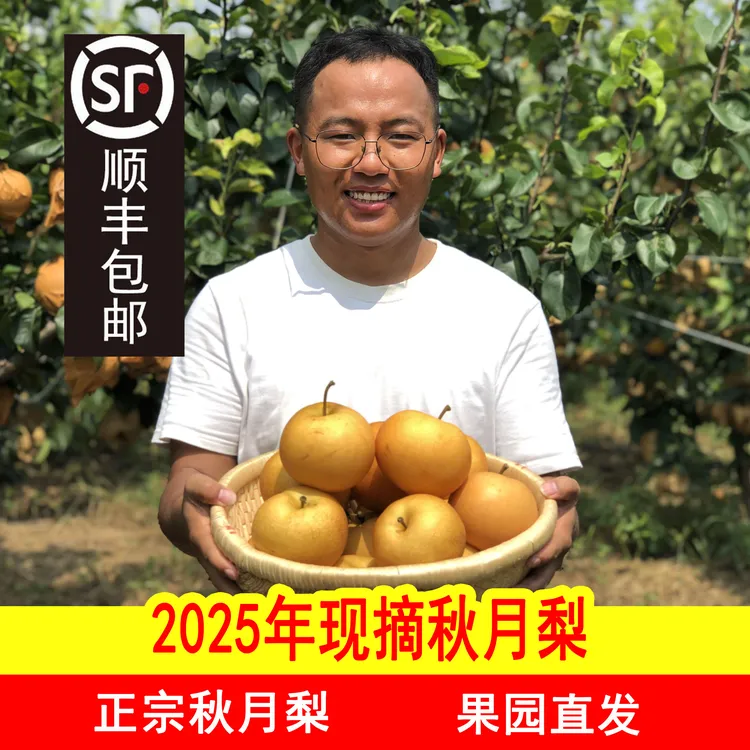 正宗秋月梨顺丰包邮皮薄多汁农家果园直发成熟饱满无渣脆甜