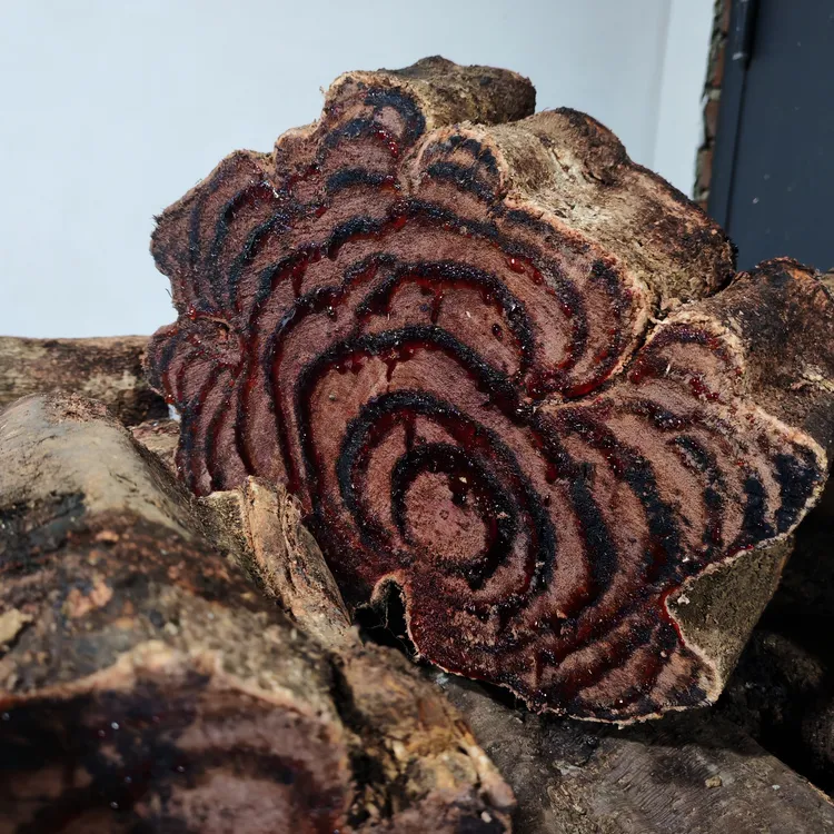 云南深山自然生长新鲜鸡血藤，按段随机发