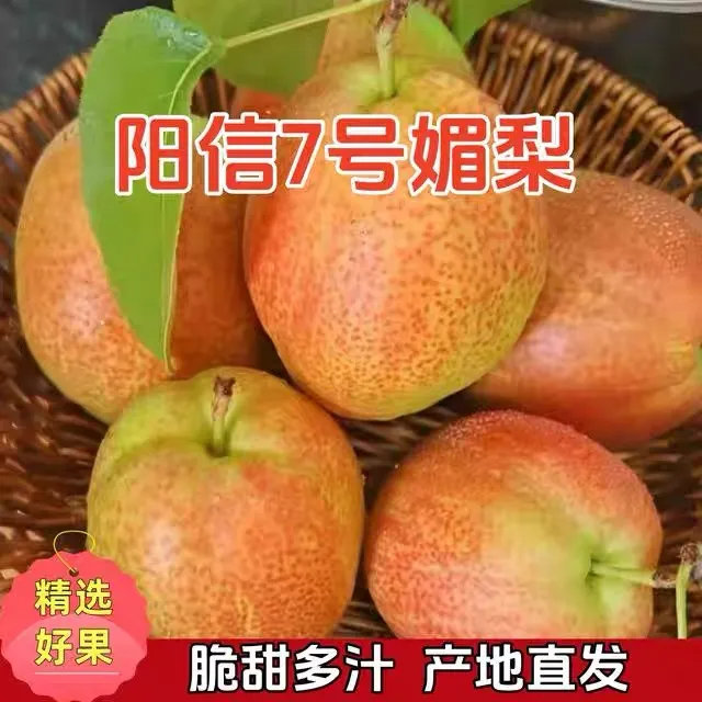 山东阳信媚梨7号新鲜当季香梨清甜多汁整箱包邮产地直发