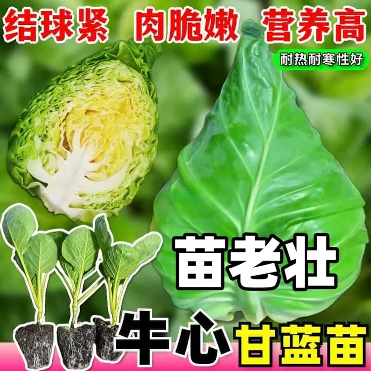 牛心甘蓝秧苗正宗尖头苗绿甘蓝紫甘蓝原土发货耐寒越冬早熟卷心菜