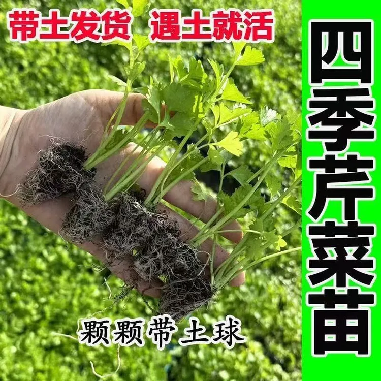 芹菜苗西芹香芹根芹高产四季春秋可盆栽阳台种植