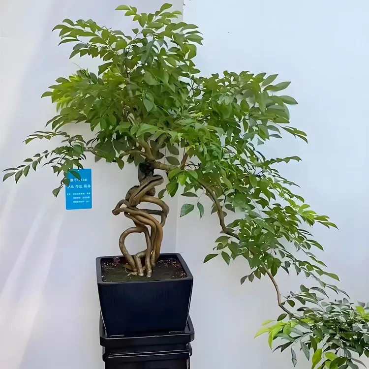 黄花梨盆栽苗 庭院阳台花园栽种 名贵树木 盆栽地栽均可不耐寒