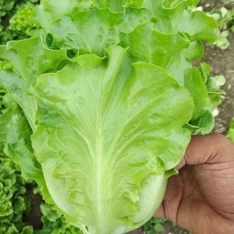 【意大利生菜种子】耐抽苔种籽阳台专用四季播蔬菜可生吃有机生菜种