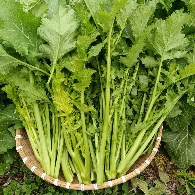 野腊菜、雪里红、芥菜现摘现发3斤包邮