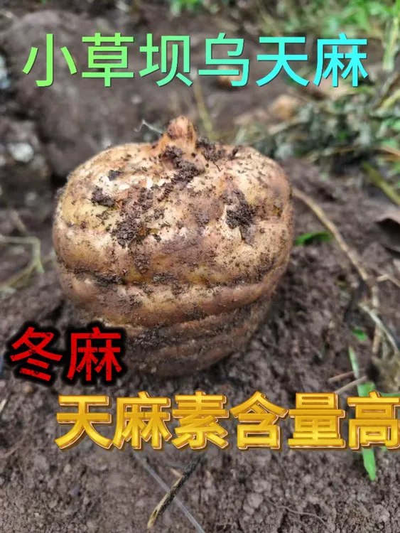 云南昭通天麻新鲜现挖带泥土小草坝乌天麻健康食用