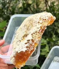 【小曼专属】甘肃陇南武都正宗高海拔黄芪蜂蜜 新