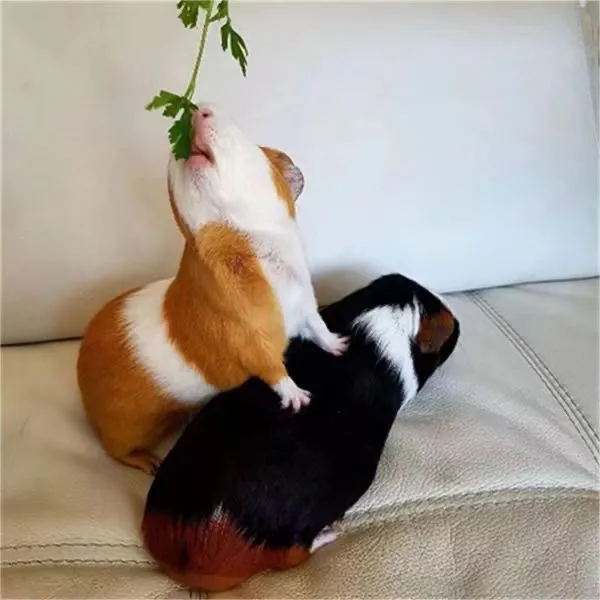宠物荷兰鼠活体荷兰猪活物豚鼠黑白彩豚健康家养繁殖小体幼崽萌宠