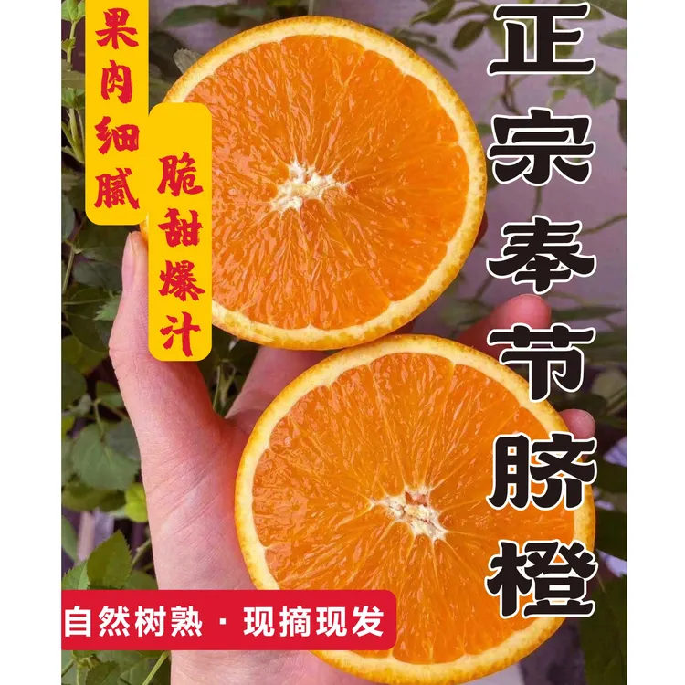 【悦悦专属】正宗奉节脐橙新鲜产地直发多汁5斤10斤直发新鲜水果包邮 