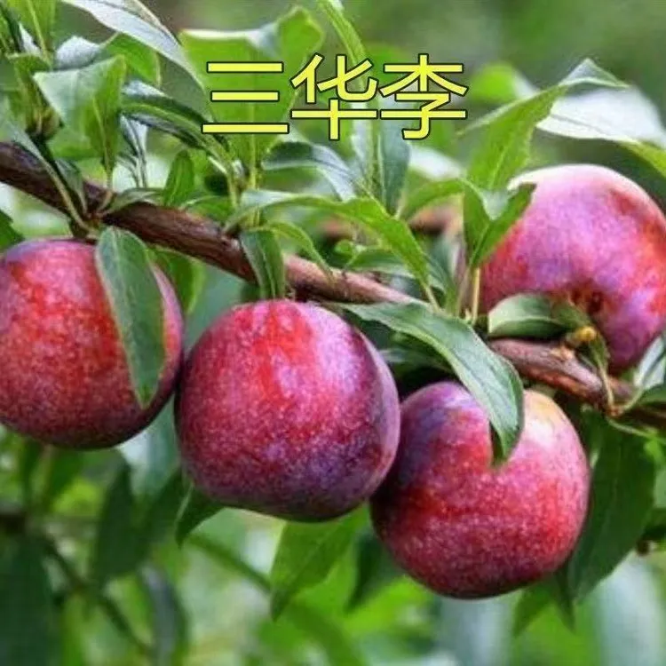 新品种特大早熟 三华李子树苗耐寒 正宗红肉李子苗当年结果南北方