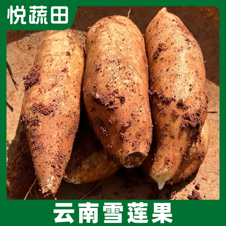 云南雪莲果天山雪莲果新鲜应季清甜水果，送刮皮刀