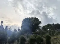 【老九好茶 · 双节茶礼 · 千年古树溯源专场】