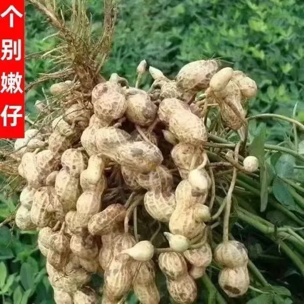 现挖新鲜带壳湿花生可水煮生吃饱满农家自种白皮花生