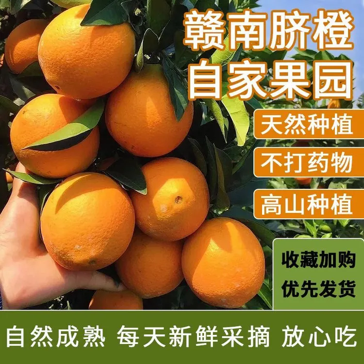 正宗江西赣南脐橙新鲜采摘产地直发香甜爆汁当季水果甜橙子
