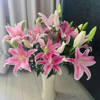 【8-10朵 粉色香水百合】任意满2单顺丰或德邦空运 送货上门