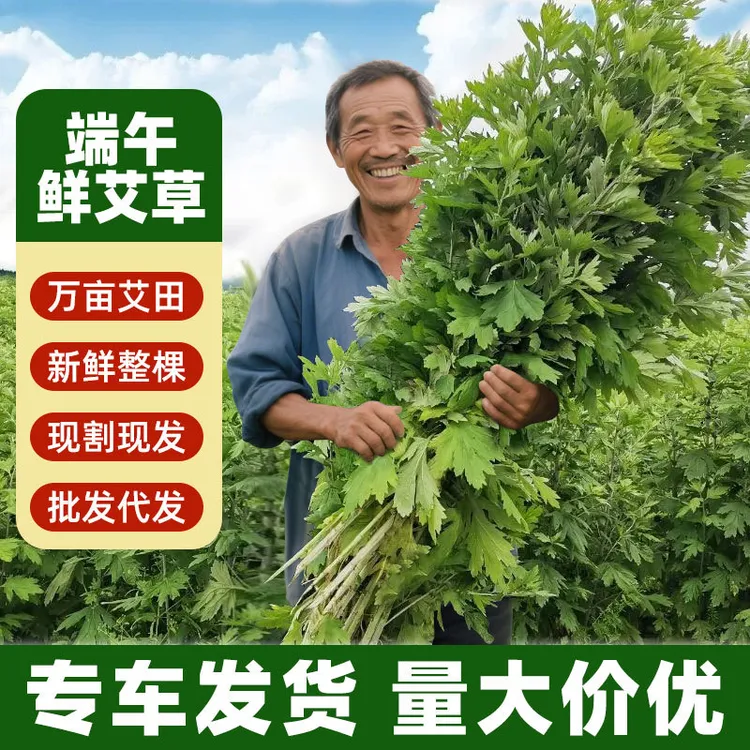 新鲜艾草艾叶野生艾草四季艾叶整棵束带杆挂门窗驱蚊泡脚家用