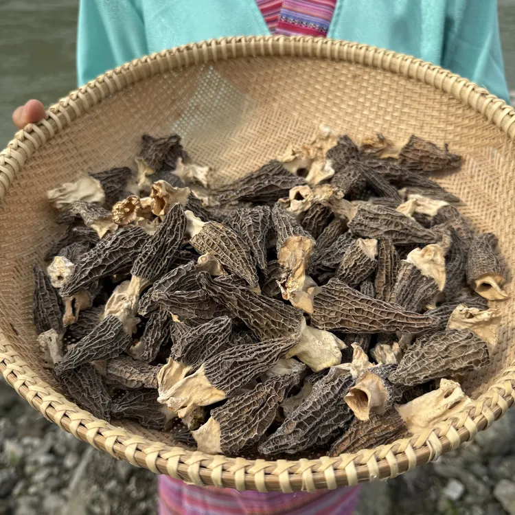 【墨脱高山羊肚菌】西藏墨脱农家自晒干货羊肚菌