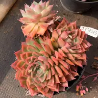 4666新年快乐发发发