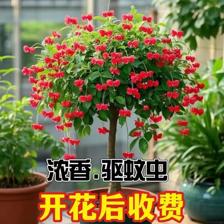 【香水味】金丝吊蝴蝶树苗室内四季开花耐寒耐热盆栽绿植新手好养活