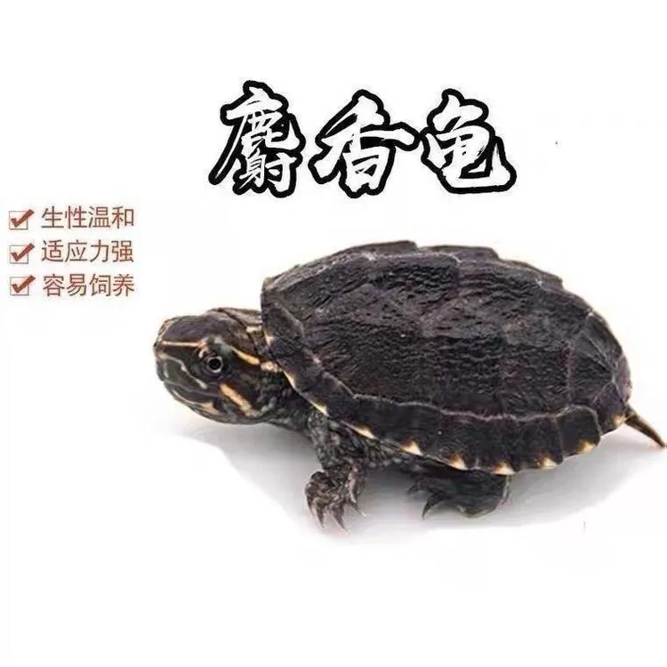 麝香蛋龟皮实耐操小乌龟可爱互动性强好养宠物深水龟蛋龟麝香龟蛋
