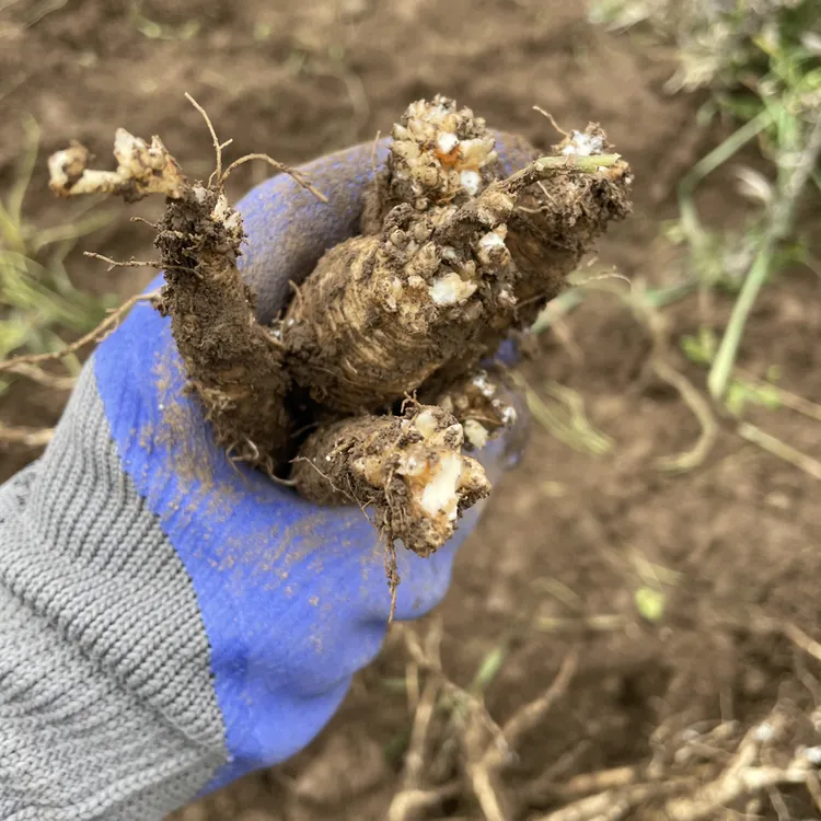 党参甘肃岷县自家采挖新鲜党参现拍现发福利满满煲汤炖肉更新鲜