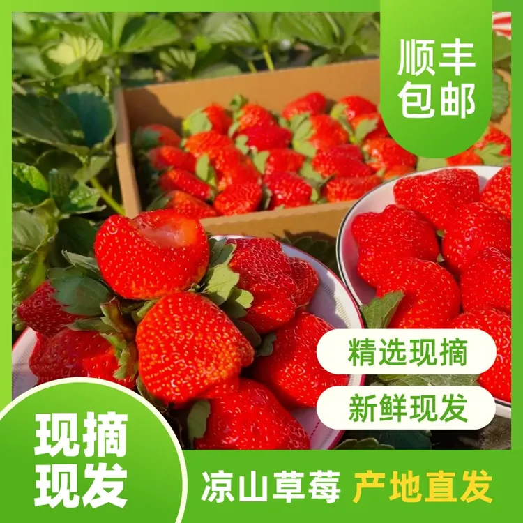 大凉山露天奶油草莓新鲜现摘现发应季水果孕妈妈水果