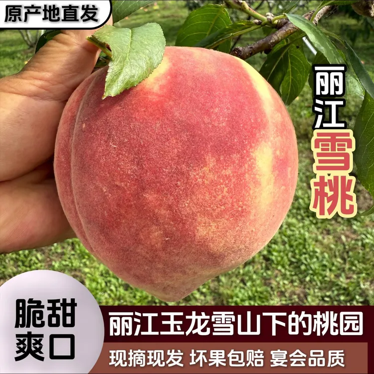 白水创【返乡团】云南当季新鲜水果脆桃子丽江雪桃现摘现发