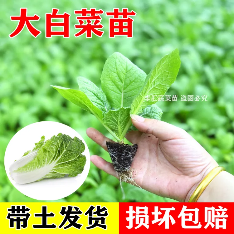 大白菜苗秧苗娃娃菜黄心白菜西蓝花紫甘蓝芹菜苗花菜莴笋秋冬耐寒