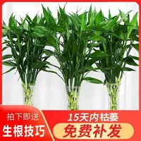 富贵竹水培植物室内客厅转运竹龙竹观音竹办公室桌面绿植四季盆栽