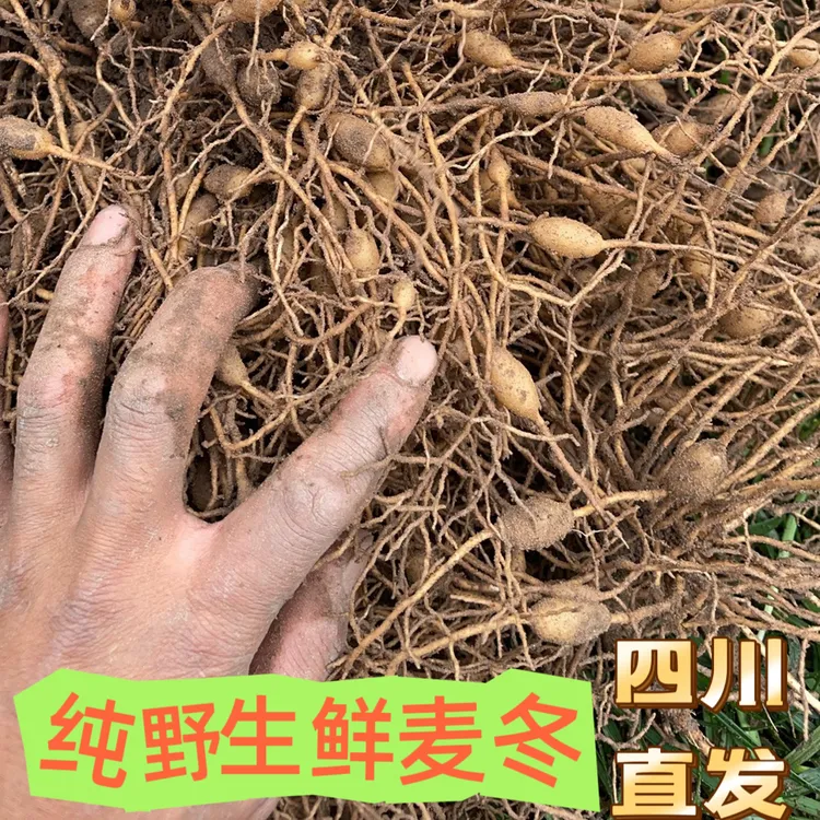 野生川麦冬、鲜货麦冬、原汁原味新鲜口感颗颗带芯四川直发