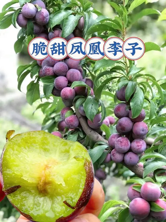 云南文山原产地现摘现发五月脆李子