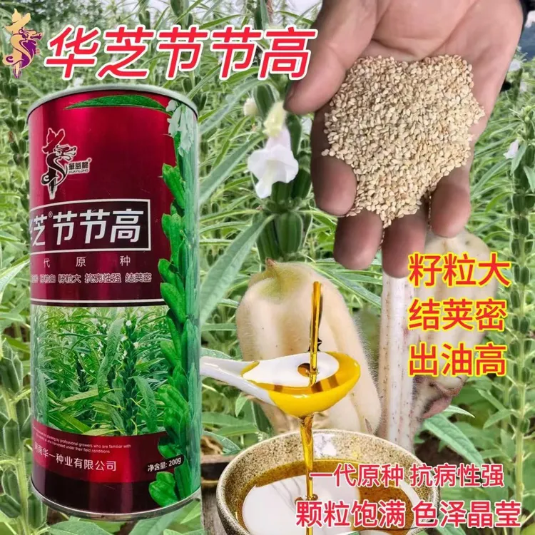 华芝节节高芝麻种子高产白芝麻种籽春季中早熟抗病四棱芝麻籽夏季