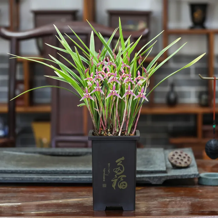 中秋送礼建兰金色阳光带花苞好养浓香型花卉绿植盆栽基地直发养护