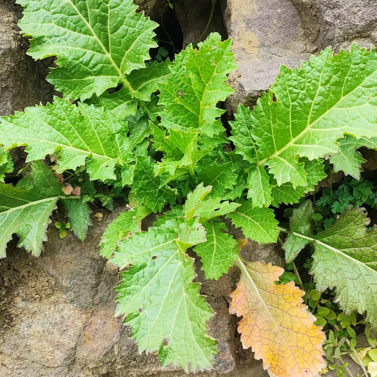秦岭野生雪里红辣油菜苔纯天然新鲜野菜火锅菜