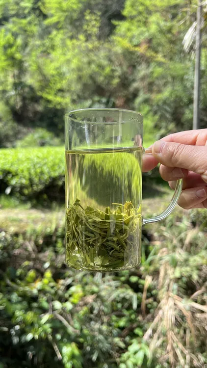 恩施硒茶2025年 纯手工采摘有机口粮茶