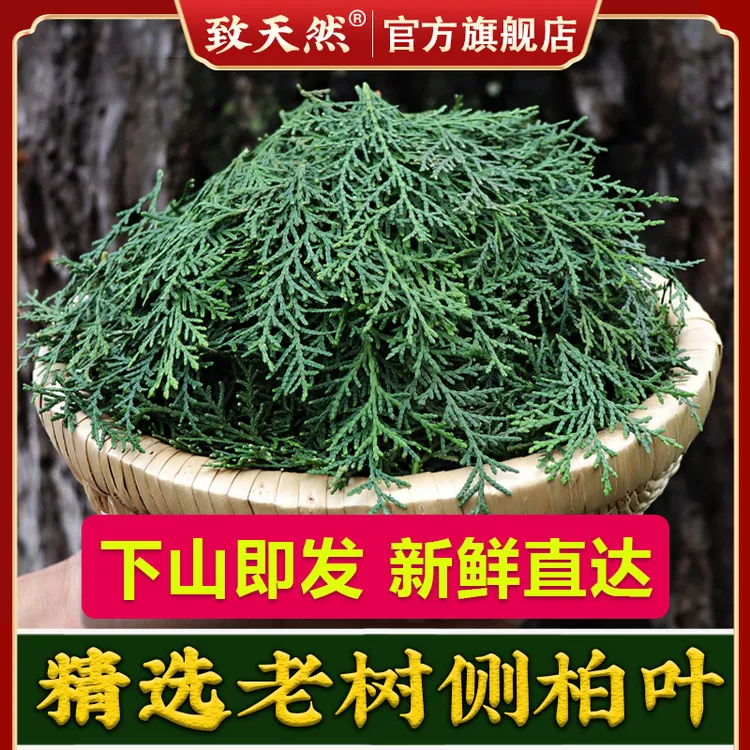 官方旗舰店正品野生侧柏叶秦岭野生新鲜柏树叶养发侧柏非桑叶