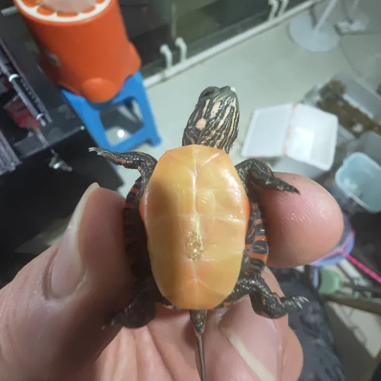 东锦龟活体小乌龟直播挑选观赏冷水宠物