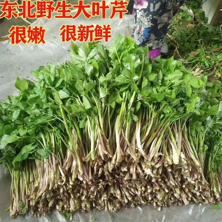 长白山野生大叶芹现挖现发天然无污染新鲜到家