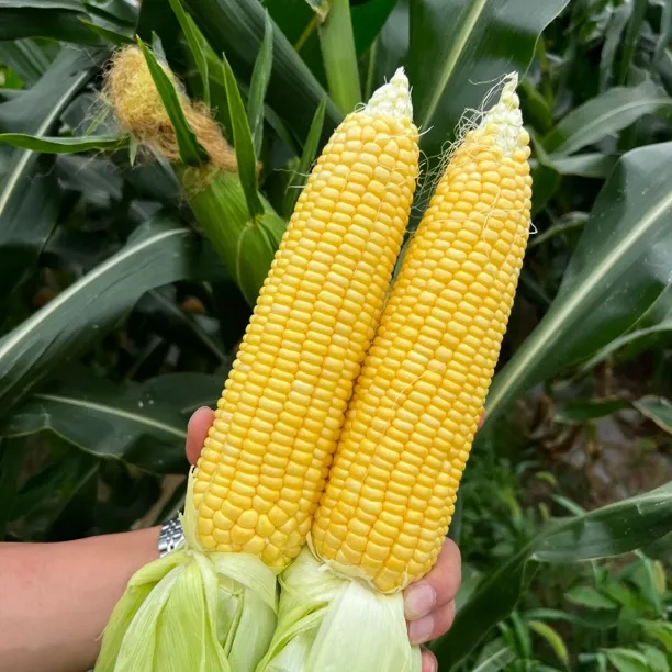 【田龙专属】陕西新鲜水果玉米现采现发水煮生吃