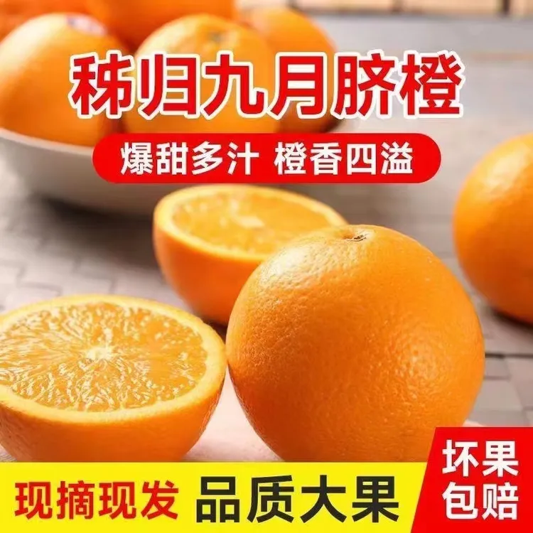 秭归（九月红）脐橙天然细腻现摘大果蜜甜爆汁原生态