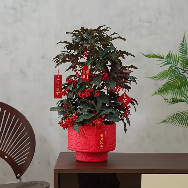 富贵籽盆栽办公室内客厅黄金万两年宵花带果喜庆好养花卉绿植盆景