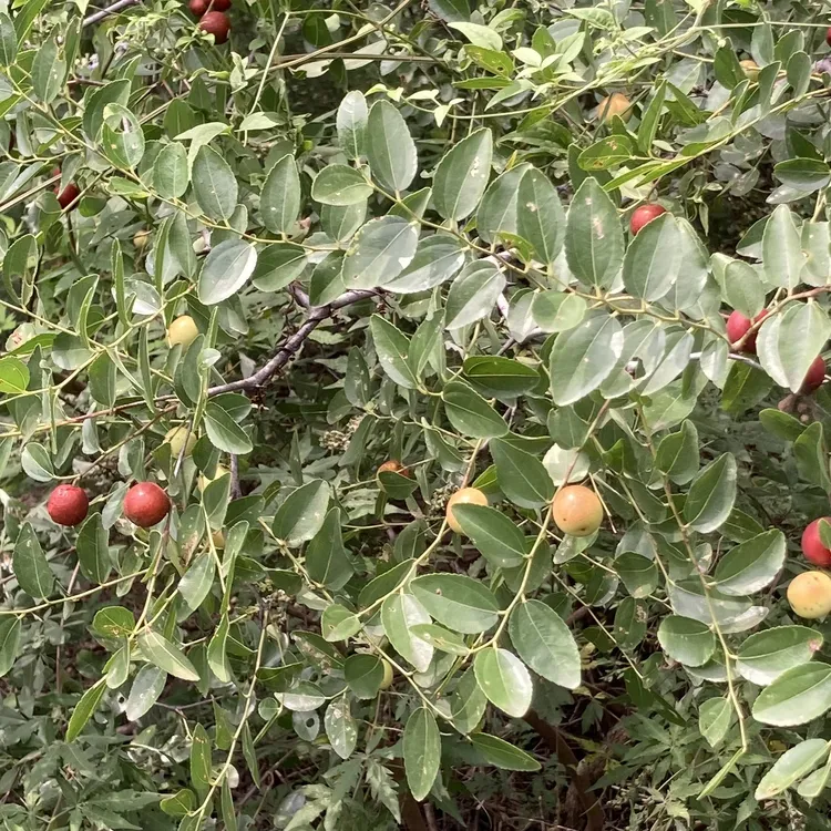 太行山野生酸枣酸甜口感